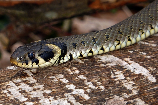 Armand Pense Avoir Photographie Une Couleuvre A Charleroi Mais C Est Un Lezard Sans Pattes Photos Rtl Info