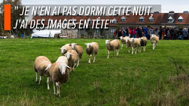 Carnage Dans Un Enclos De Watermael Boitsfort Deux Brebis