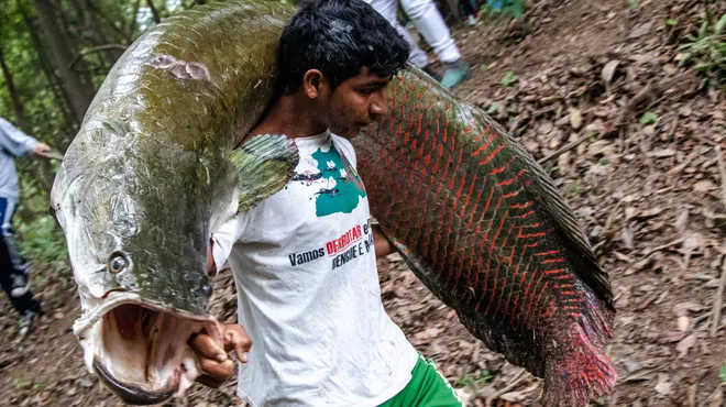 Voici Le Pirarucu Un Poisson Geant D Amazonie Prise Par Les Gastronomes Photos Rtl Info