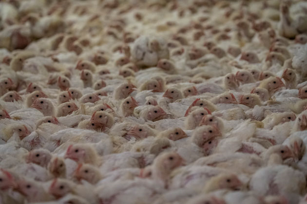 La Pologne Milliardaire En Poulets Dans Un Seul Abattoir Geant 750 000 Volailles Tuees Chaque Jour Rtl Info