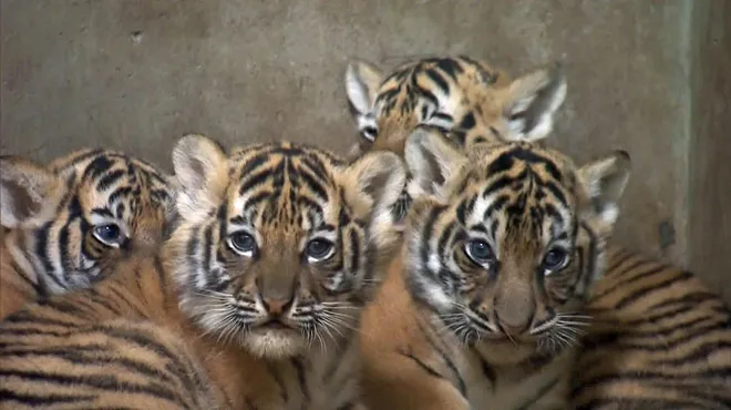 Trop Mignon Quatre Bebes Tigres Du Bengale Sont Nes En Chine Video Rtl Info
