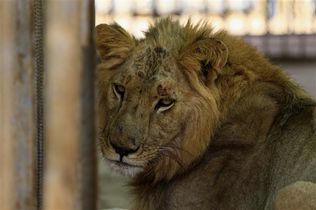 Des Veterinaires Se Mobilisent Pour Sauver Les Lions D Un Zoo Au Soudan Leur Etat Se Degrade De Jour En Jour Rtl Info