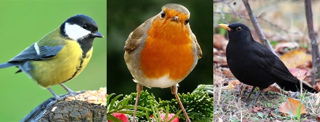 Vous Voyez Des Oiseaux Dans Votre Jardin Voici Comment Les Reconnaitre Et Participer A Un Grand Recensement Rtl Info