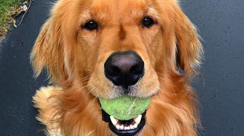 Ce Golden Retriever détient un record SURPRENANT 