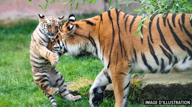 Un Tigre D Un Zoo De New York Teste Positif Au Coronavirus Rtl Info