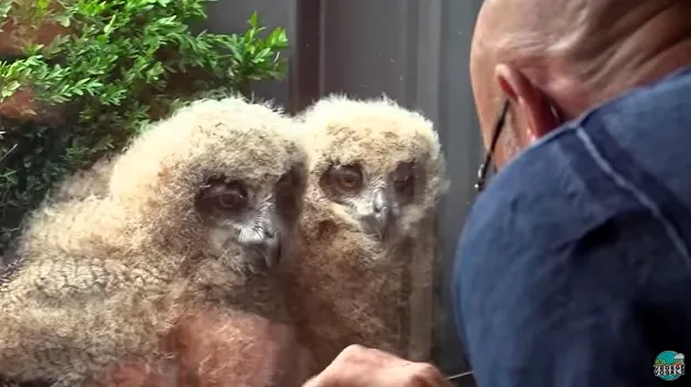 Cet Homme A La Surprise De Sa Vie A La Fenetre De Son Appartement Un Hibou