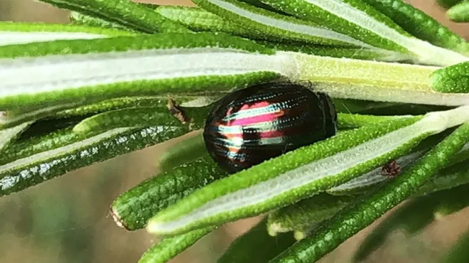 Lucas Pense Avoir Photographie Une Coccinelle Cet Insecte N En Est Pas Une Et A Quelque Chose A Dire Avec Ses Rayures Rtl Info