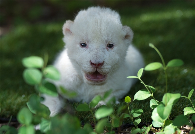 Voici White King Le Premier Lion Blanc A Etre Venu Au Monde Dans Un Parc En Espagne Il A Ete Rejete Par Sa Mere Rtl Info