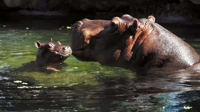 Adorable Les Premieres Images De Gloria Le Bebe Hippopotame Ne Le Jour De La Fete Des Meres En France Video Rtl Info