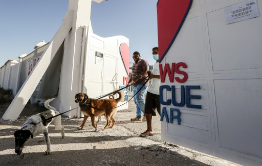 Au Qatar  des chiens abandonn s en pleine pid mie 