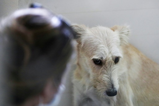 Au Qatar  des chiens abandonn s en pleine pid mie 