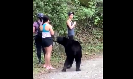 Ces randonneuses tombent nez à nez avec un ours noir (vidéo)