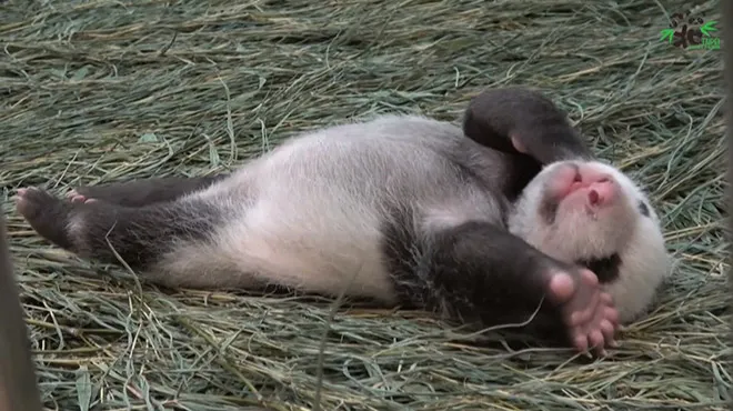 Ce Bebe Panda Ouvre Les Yeux Pour La Premiere Fois Video Rtl People