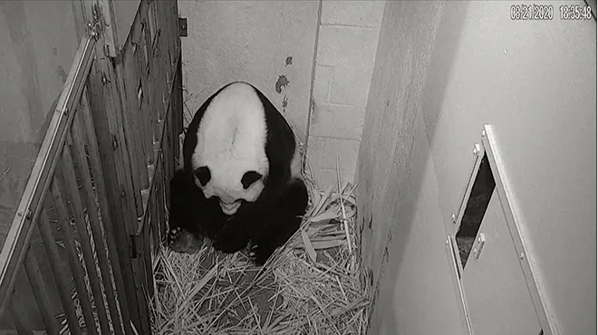 Un Panda Geant Tout Mignon Est Ne A Washington Voici Les Premieres Images Video Rtl Info