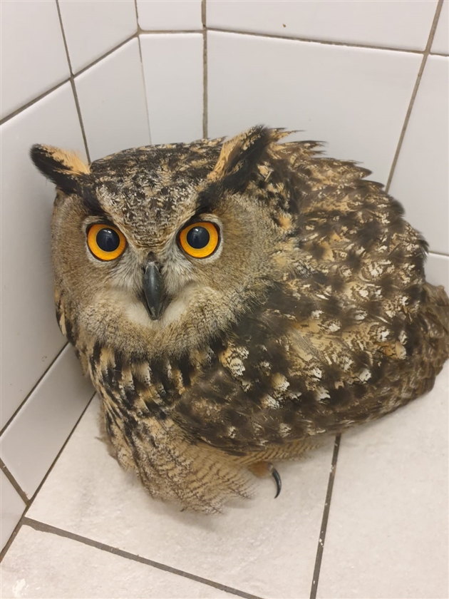 Un Hibou Grand Duc Trouve A Terre En Plein Centre Ville De Bruxelles Photos Rtl Info