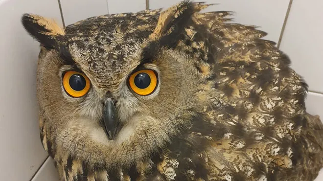 Un Hibou Grand Duc Trouve A Terre En Plein Centre Ville De Bruxelles Photos Rtl Info