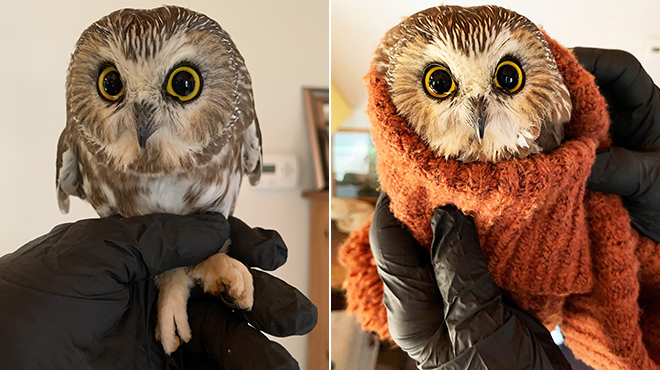 This lovely owl was found in the tree in Rockefeller Center: she spent 3 days without eating or drinking (photos)