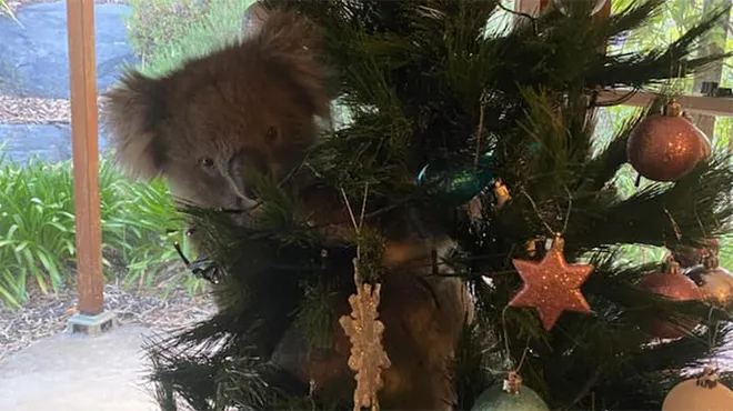 Sapin de Noël en légume - Blagues et les meilleures images drôles!