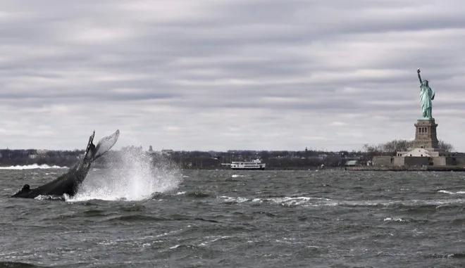 Une Baleine A Bosse Amuse La Statue De La Liberte Photos Rtl People