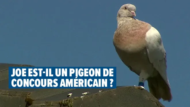 Joe Le Pigeon Americain Risque D Etre Euthanasie En Australie Sa Fausse Bague Pourrait Le Sauver Rtl Info