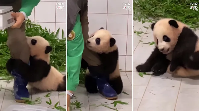 Ce Bebe Panda Fait Fondre Les Internautes Fu Bao 6 Mois S Accroche Aux Jambes De Son Soigneur Video Rtl People