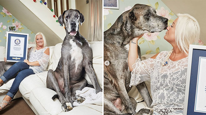 Freddy, the tallest dog in the world, is dead: 