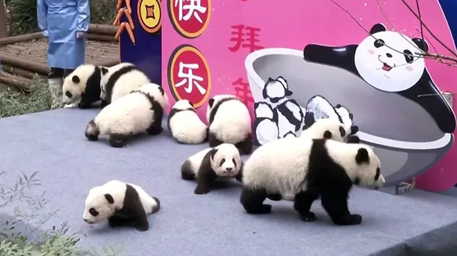 Mignon La Chine Presente Ses Bebes Pandas De Pour Celebrer Le Nouvel An Chinois Rtl Info