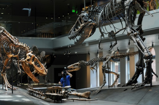 Against T-Rexes expels smaller dinosaur species, the study finds