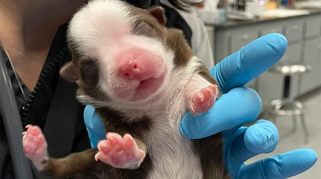 This dog was born ... with SIX PAWERS (photos)