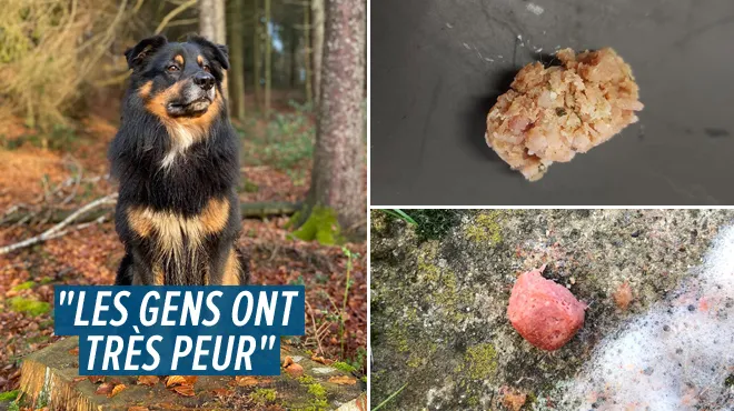 Plusieurs Chiens Tues Par Des Boulettes De Viande Empoisonnees Dans La Region D Habay Quand Il Convulse Et Tremble Il Est Souvent Trop Tard Rtl Info