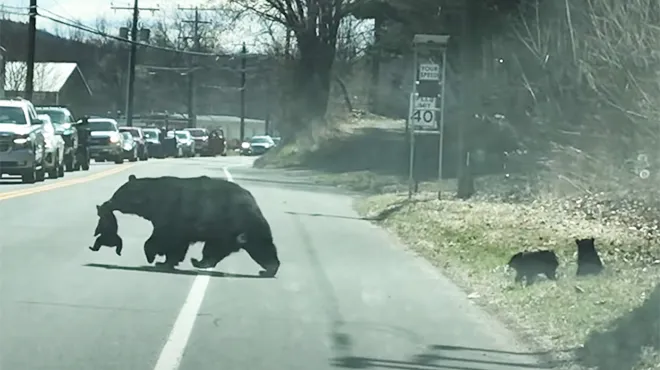 Scene Incroyable Aux Usa Une Maman Ours Tente De Traverser La Route Avec Ses 4 Bebes Sous Les Yeux Ecarquilles Des Automobilistes Video Rtl People