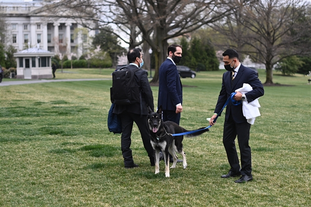 Major Et Champ Les Chiens De Joe Biden De Retour A La Maison Blanche Un Mois Apres Un Incident De Morsure Photos Rtl Info