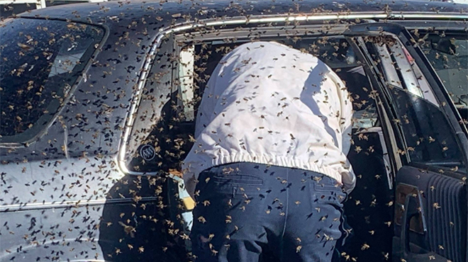 NIGHTMARE: THOUSANDS of bees invade his car while shopping (photos)