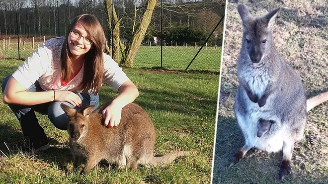 Lora Qui Eleve Des Wallabys Pres D Arlon A Perdu Une Maman Et Son Bebe Un Vol Ou De La Mechancete Rtl Info