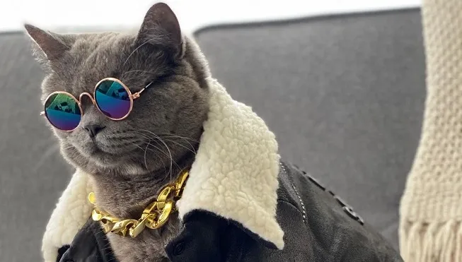 Le Chat Ponzu Star D Instagram Est Decede Apres Avoir Ete Agresse Dans Un Parc New Yorkais Rtl People