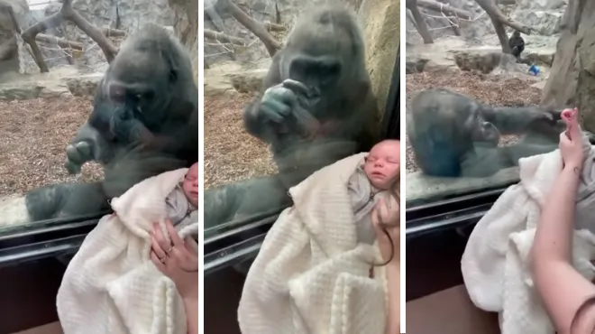 Une Maman Gorille Et Son Petit Partagent Un Moment Emouvant Avec Une Mere De Famille Et Son Bebe Elle Le Regardait Avec Tellement D Amour Video Rtl People