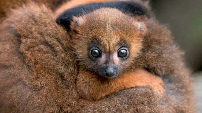 Rare Naissance Dans Un Zoo Anglais Un Bebe Lemurien A Ventre Roux Video Rtl Info