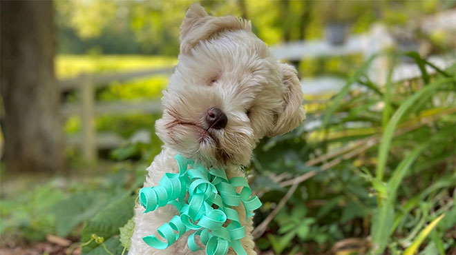 Puppy born without eyes was abandoned by breeder trying to make the smallest dog possible