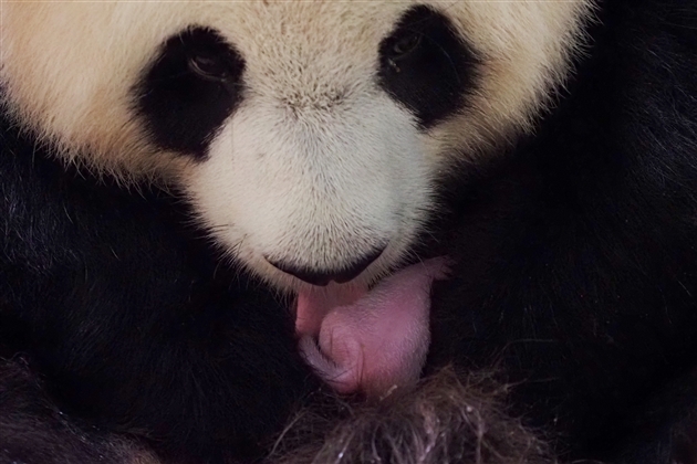 France Une Femelle Panda Donne Naissance A Des Jumelles Dans Un Zoo Video Rtl Info