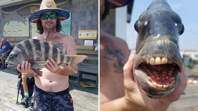 This funny fish with human teeth caught in the United States (photos)