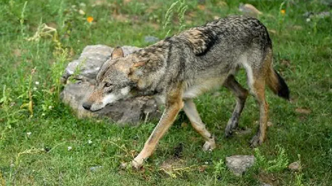 Un Vehicule Percute Une Jeune Louve Dans Le Limbourg L Animal N A Pas Survecu Rtl Info