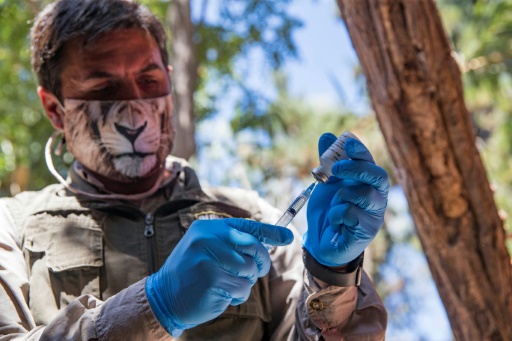 Covid: Vaccination Expérimentale Dans Un Zoo De Santiago Du Chili - Rtl Info