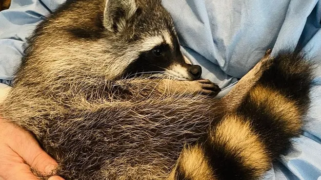 Retrouvee Par Des Enfants Alors Qu Elle Etait Un Bebe Fritzi Une Femelle Raton Laveur Est Devenue Leur Animal Domestique Video Rtl People