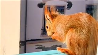 Un écureuil s'installe au troisième étage d'un immeuble, sous le regard attendri... d'un chat! (vidéo)