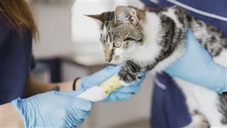 Le coronavirus peut probablement se transmettre du chat à l'homme, selon une étude