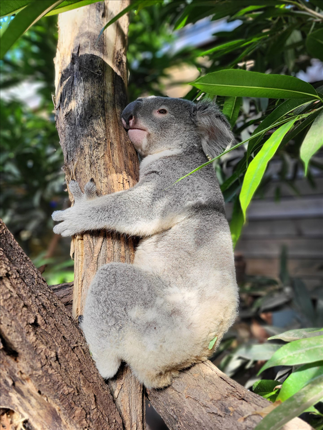 Dameeli-koala-2