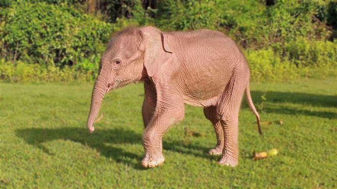 Phénomène rare- en Birmanie, un éléphant blanc albinos est né et c'est un symbole très fort!