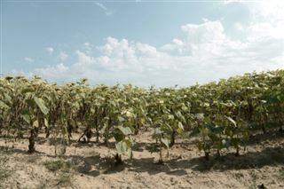 Sécheresse - en Nouvelle-Aquitaine, des tournesols carbonisés et des agriculteurs inquiets
