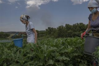 L'agriculture sous les tirs dans l'est de l'Ukraine
