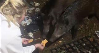 Loana publie une étrange vidéo dans laquelle elle nourrit des sangliers avec… des biscottes